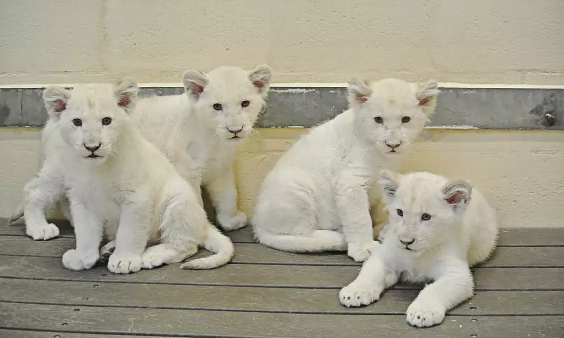 Toronto Zoo Visit for a Senior, or Adult (Up to 46% Off)   - Second Medium