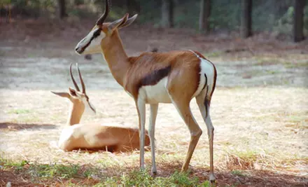$5 for a Visit for Two at Santa Fe College Teaching Zoo (Up to $10 Value) - Primary Image