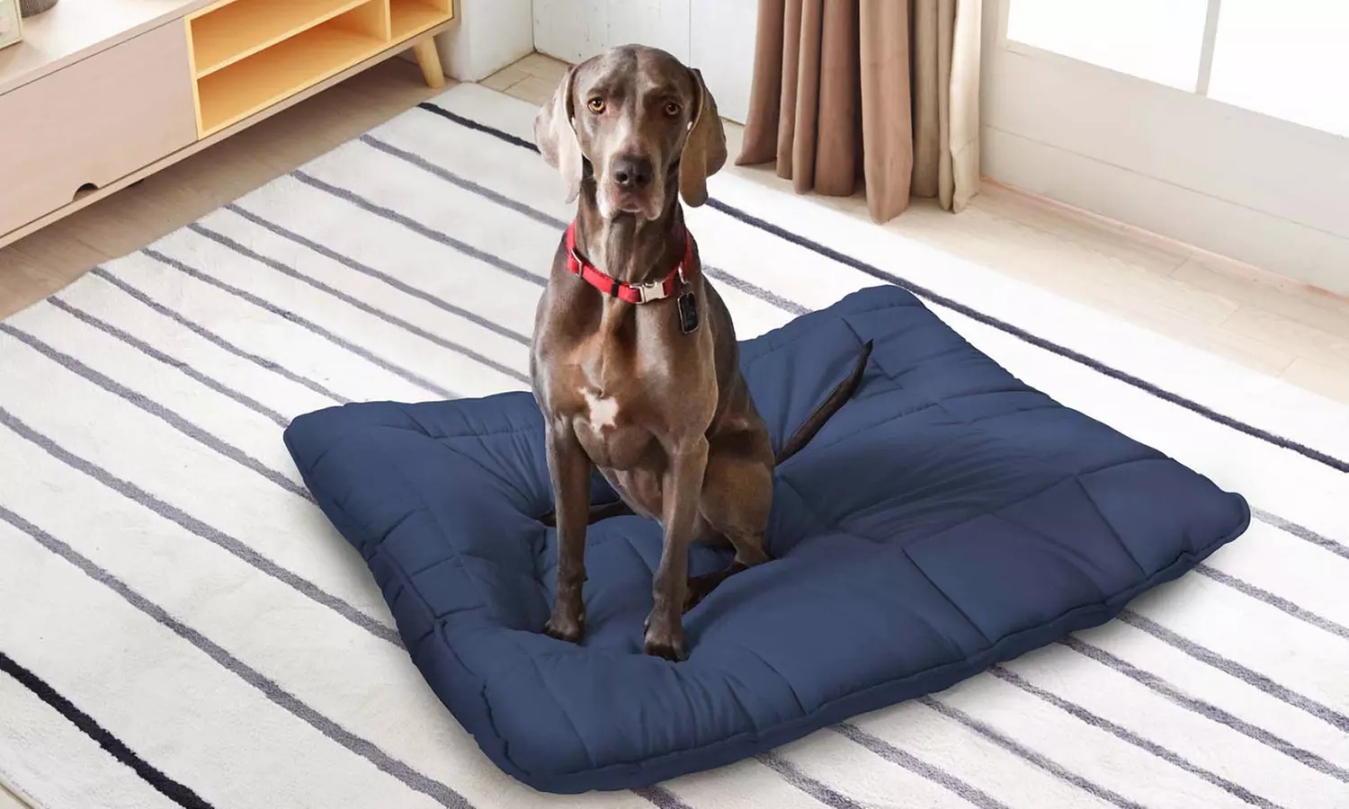 1 o 2 almohadas grandes para perros - Primary Image