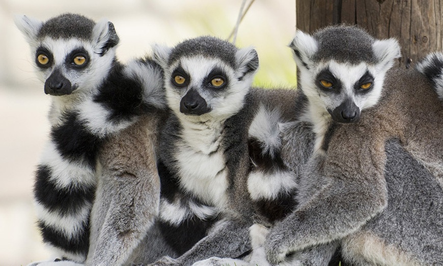 Image 8: Ingressi al Safari Park