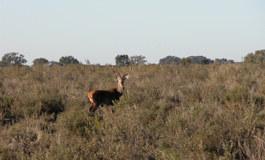 Image 9: Visita al Parque Nacional Doñana