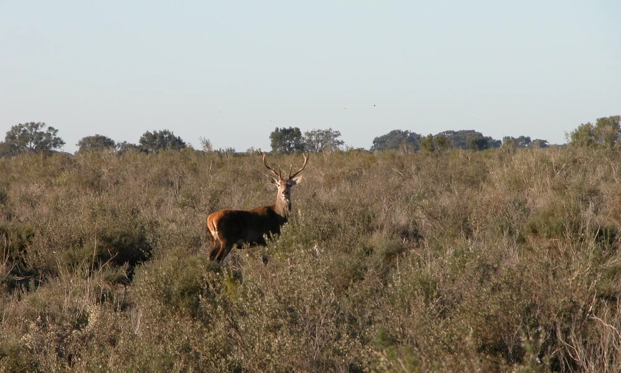 Visita guiada al Parque Nacional de Doñana en 4x4 para adulto o niño
