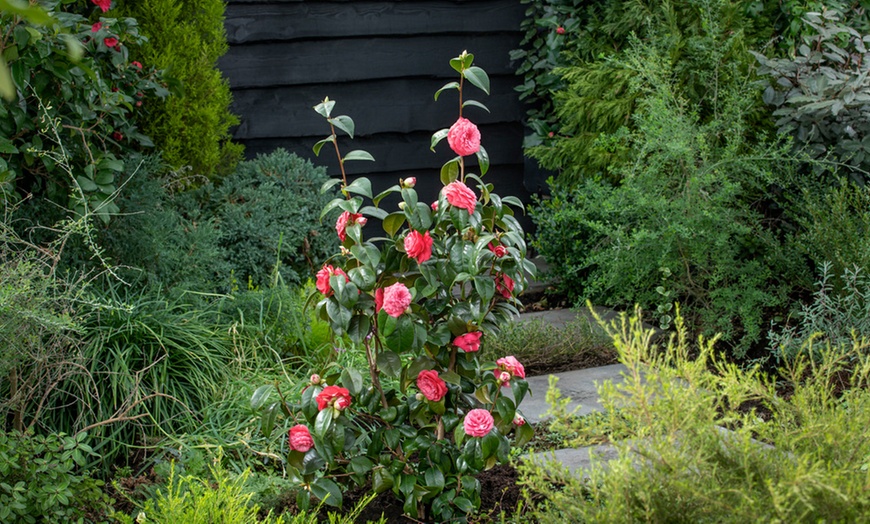 Image 1: 1 of 2 tuinplanten: Japanse roos