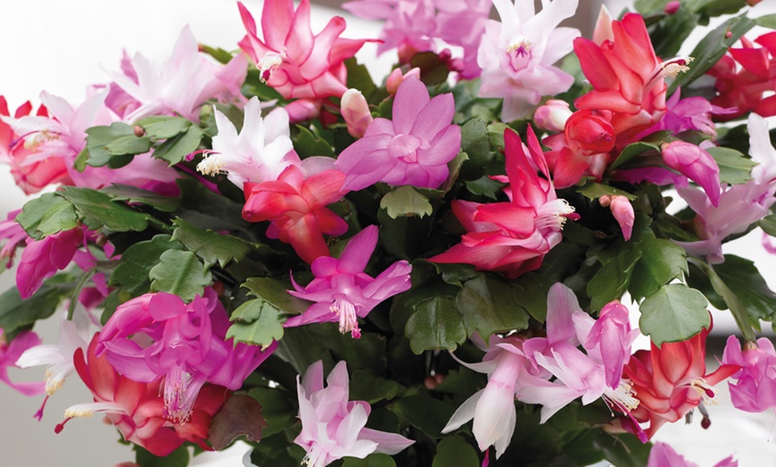 Christmas Cactus Plant 