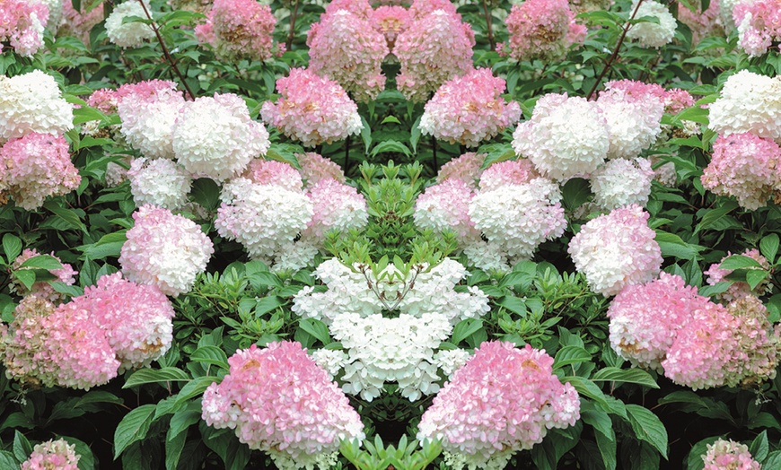 Image 9: One, Two or Three Hydrangea Paniculata Vanilla Fraise Potted Plants