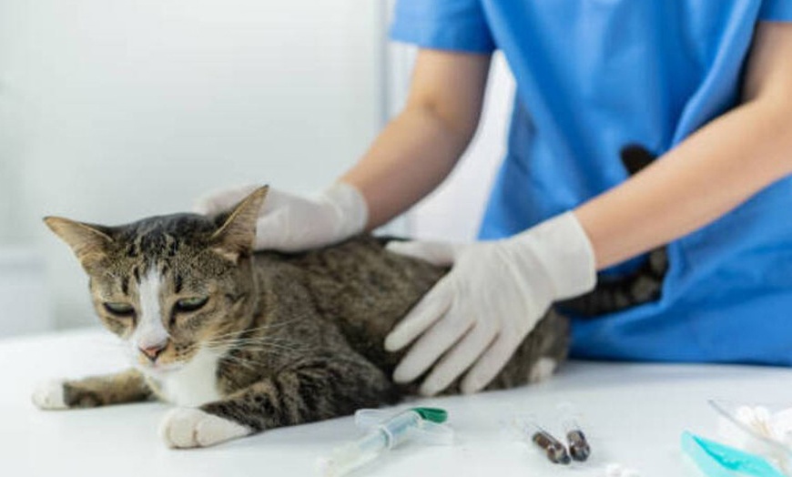 Image 1: Esterilización de gato o de gata en Centro Veterinario Vistabella