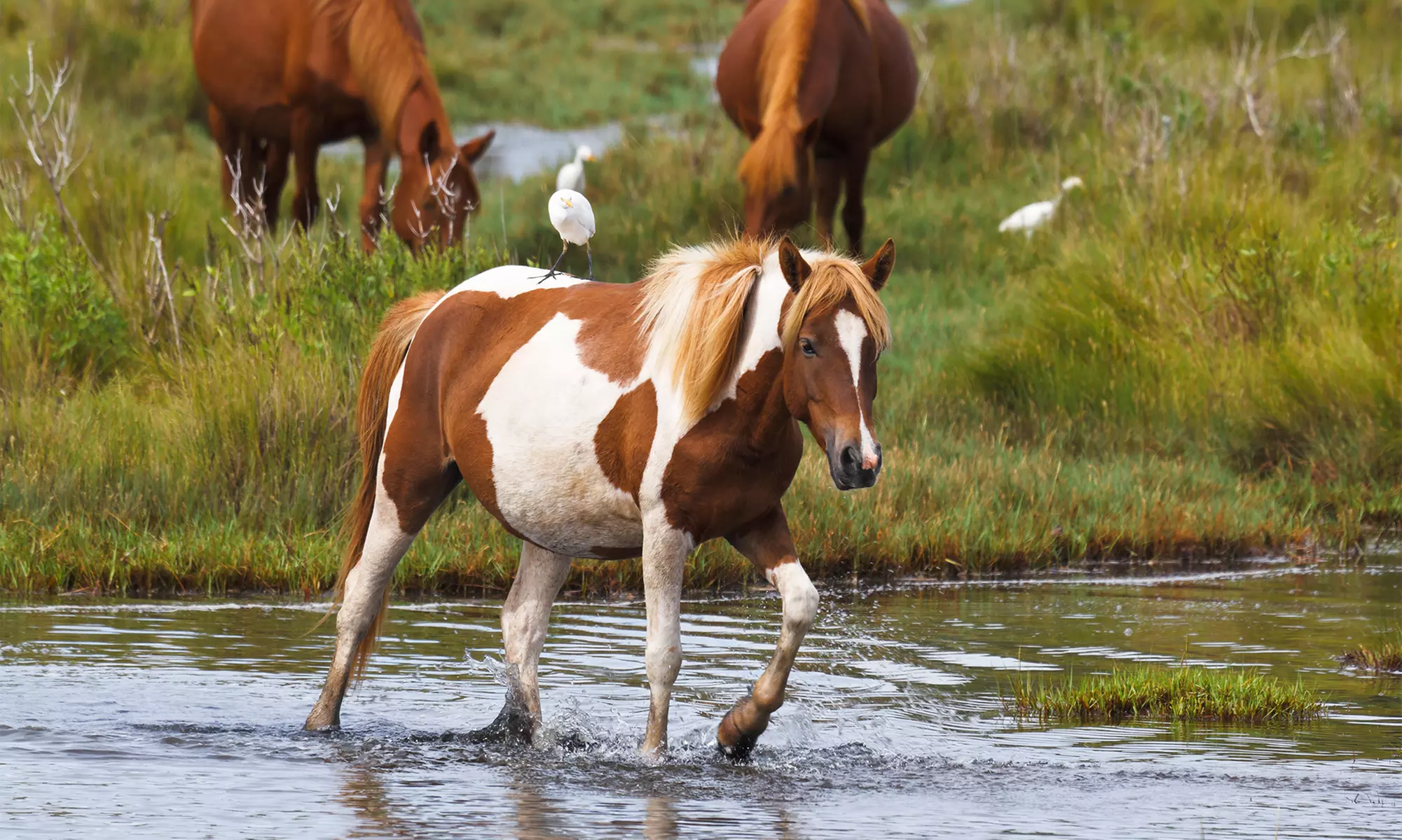 Stay at 2.5-Star Chincoteague Island Hotel in Virginia, with Dates into March - Second Medium