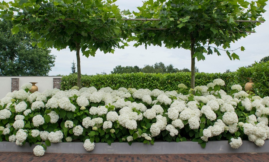 Image 2: One or Two Hydrangea  Annabelle Potted Plants