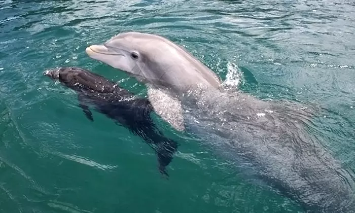 Dolphin Tour or Shelling Expedition on Morris Island for Two from Harborview Charters (Up to 47% Off) - Primary Image