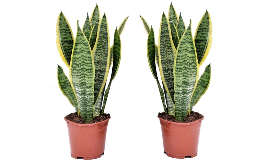 Image 6: 2x oder 4x Bogenhanf "Sansevieria"