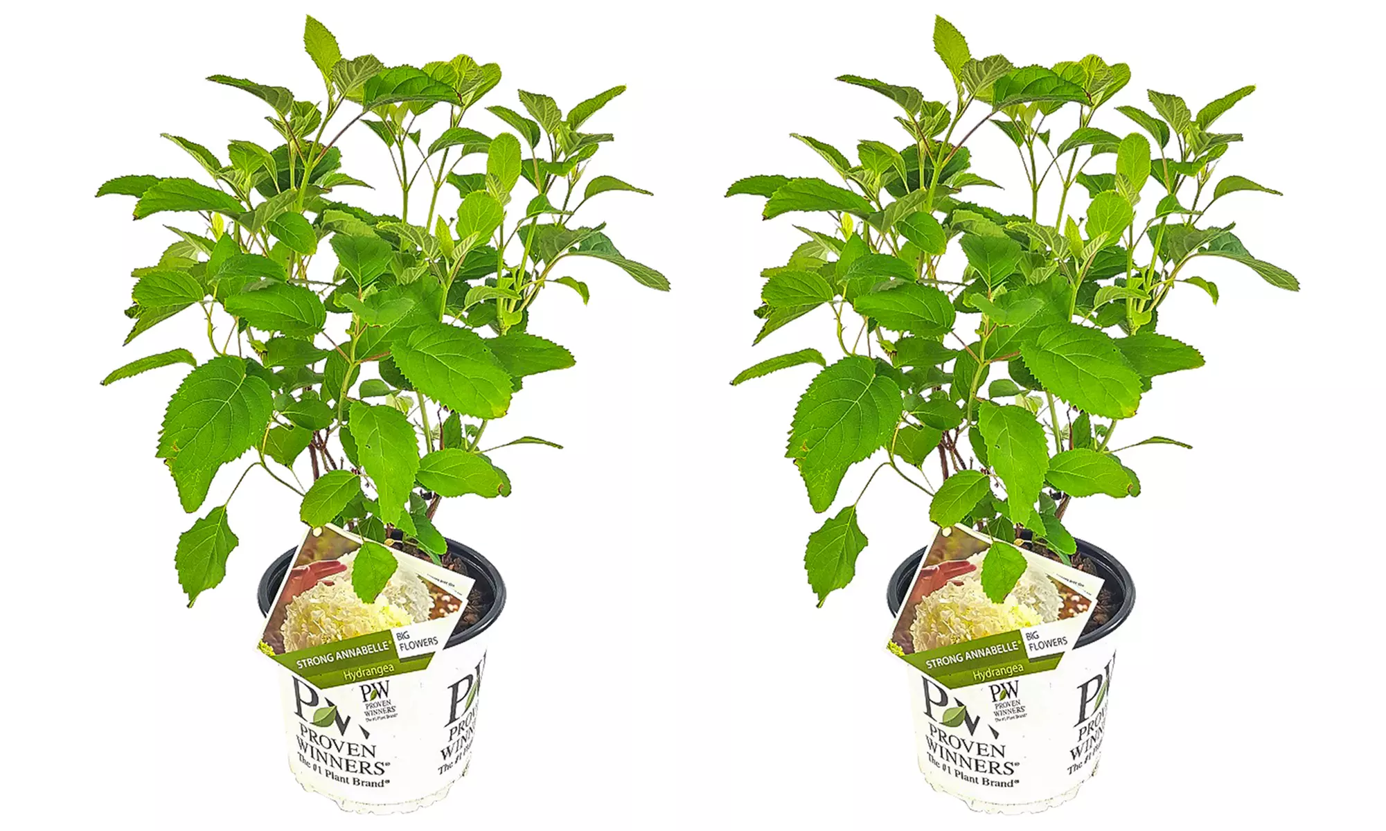 1x, 2x oder 4x Hortensie Strong Annabelle