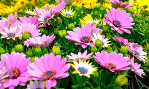 Six Osteospermum Plants