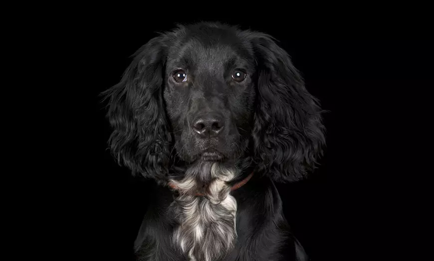 Image 5: Pet Photoshoot with Framed Print