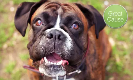 $10 Donation to Rescue Dogs - Primary Image