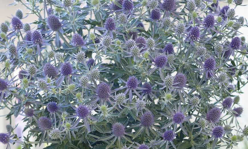 Image 1: One or Three Eryngium Magical Blue Globe Plants