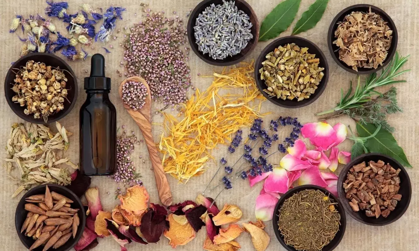 Formation de conseiller en plantes médicinales en 10 modules avec MeFormer (83% de remise) - Primary Image