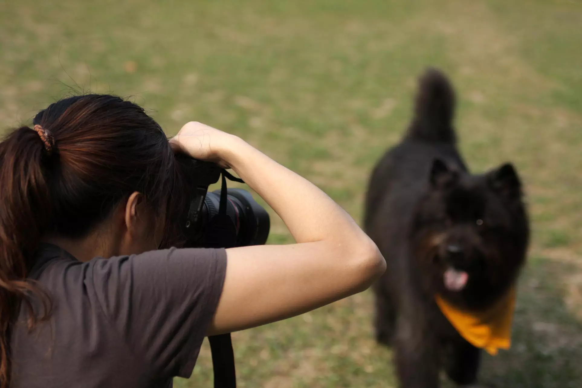 45-Minute Pet Photo Shoot with Digital Images from Jacqueline Lynch Photography` (70% Off) - Primary Image