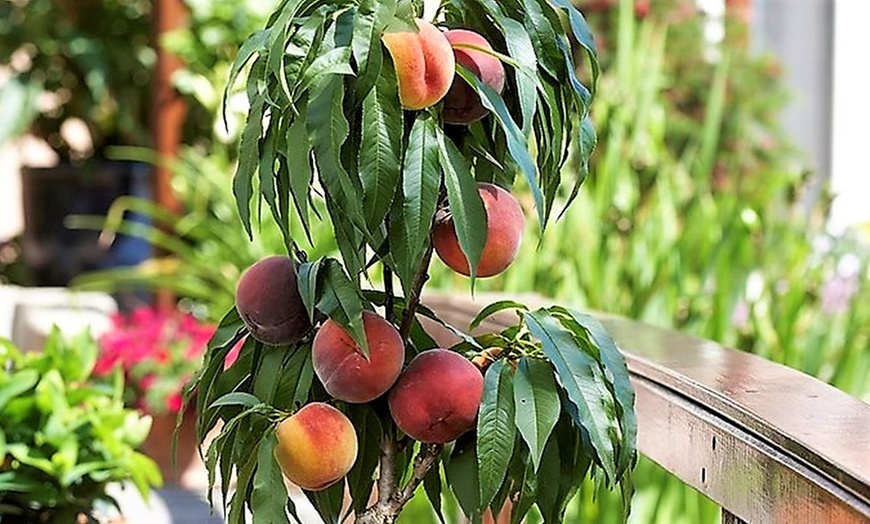 Image 2: Dwarf Peach Tree