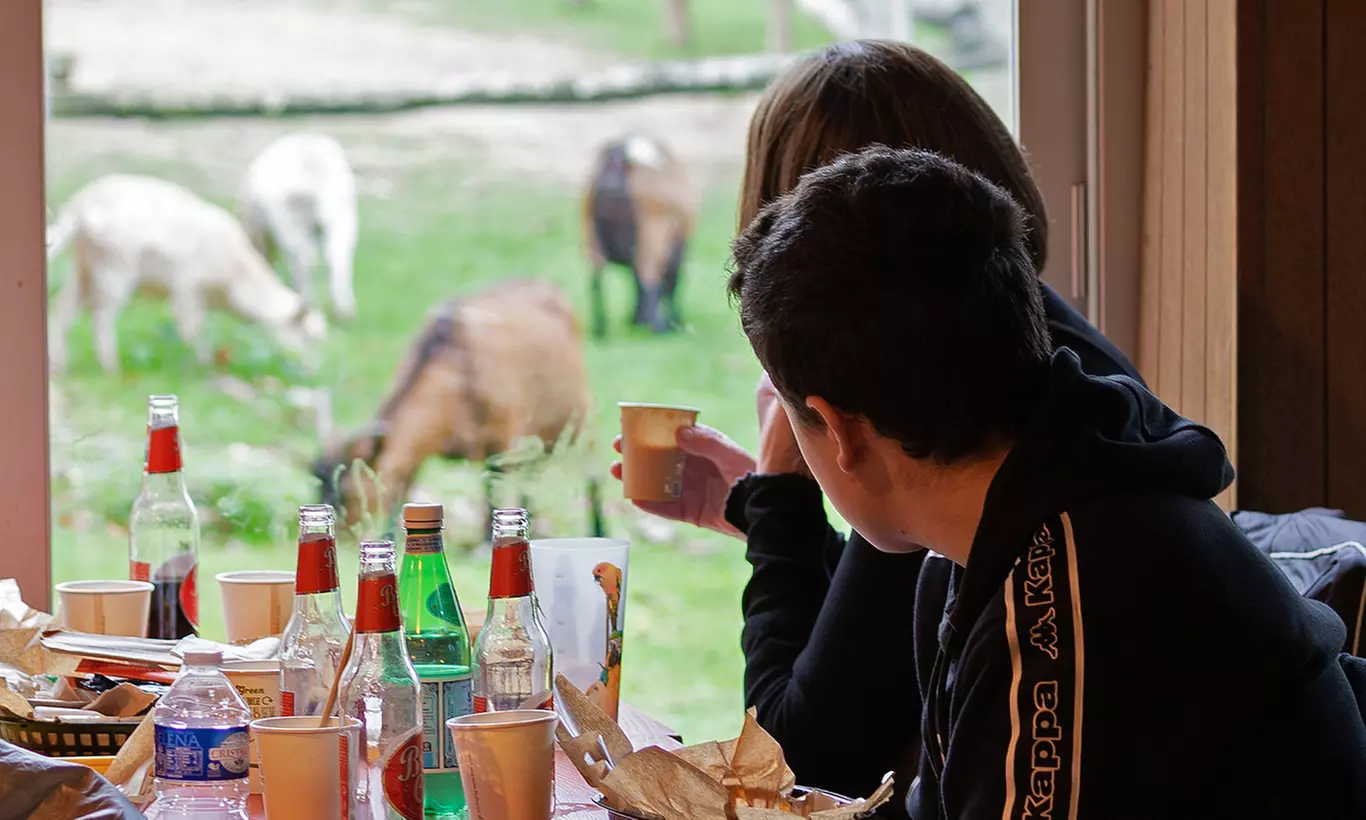 Safari animalier près de Paris avec accès Terre de Singes