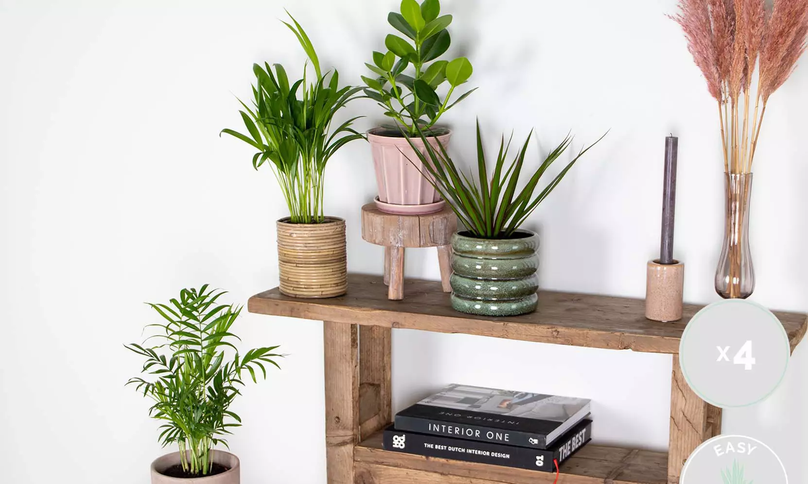 Assortiment de 4 plantes d'intérieur purificatrices d'air, livrées avec pot - Primary Image