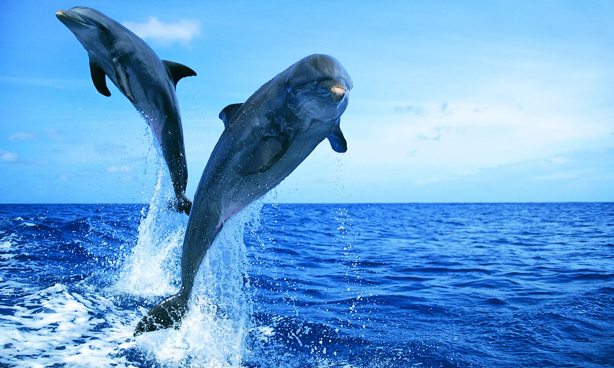 Sunset or Coastal Cruise Tickets for 1, 2 or 4 or Private Charter with Wild Dolphin Adventures (Up to 58% Off) - Primary Image
