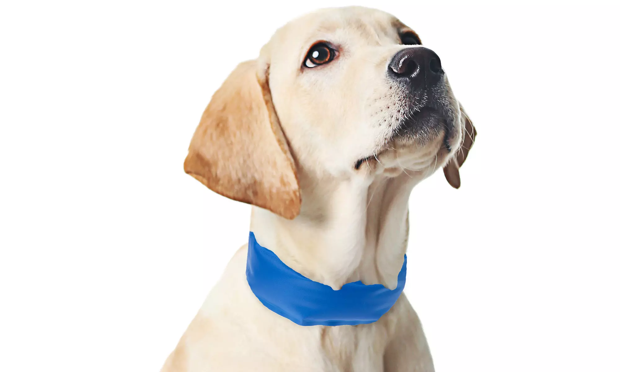 Self-Cooling Pet Collars - Second Medium