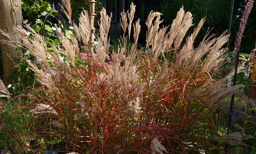 Image 3: Hardy Colour-Changing Grass