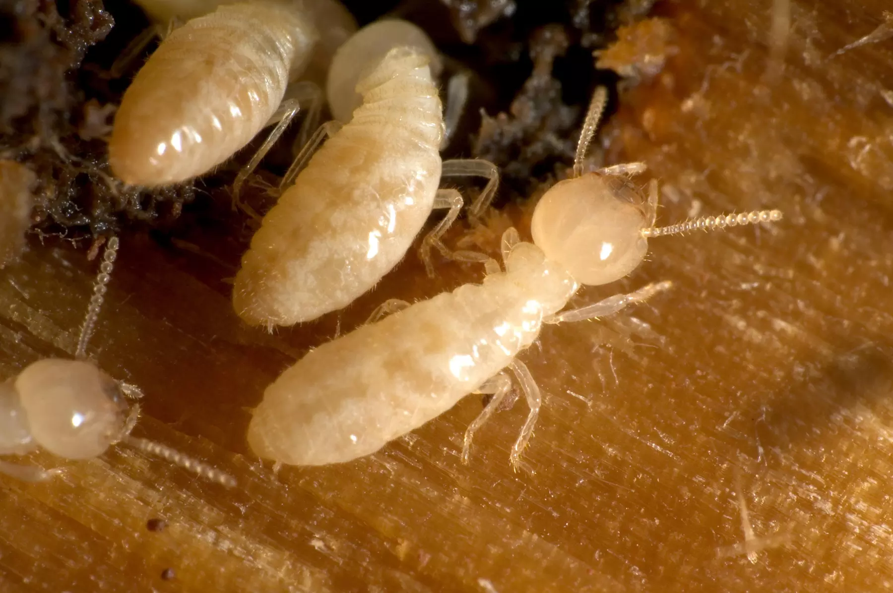 Subterranean Termite Treatment from Element Pest Control LLC (20% Off) - Primary Image