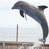 Image 2: Experience an Unforgettable Dolphin Adventure!