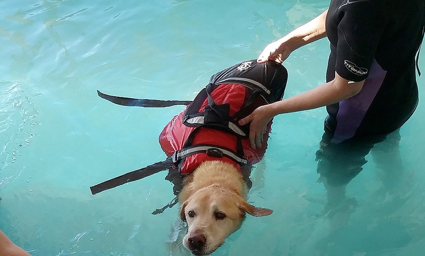 Image 2: Doggy Swimming Session