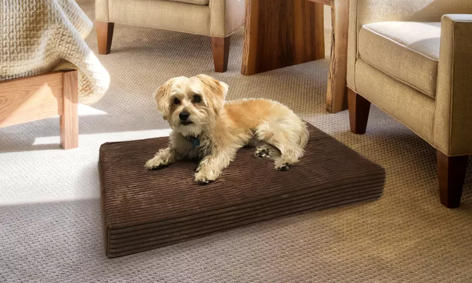 Animal Planet Orthopedic Pet Beds - Second Medium