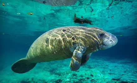 $28.50﻿ for a Three-Hour Guided Manatee Snorkel Tour at Adventure Diving in Crystal River ($55 Value) - Primary Image