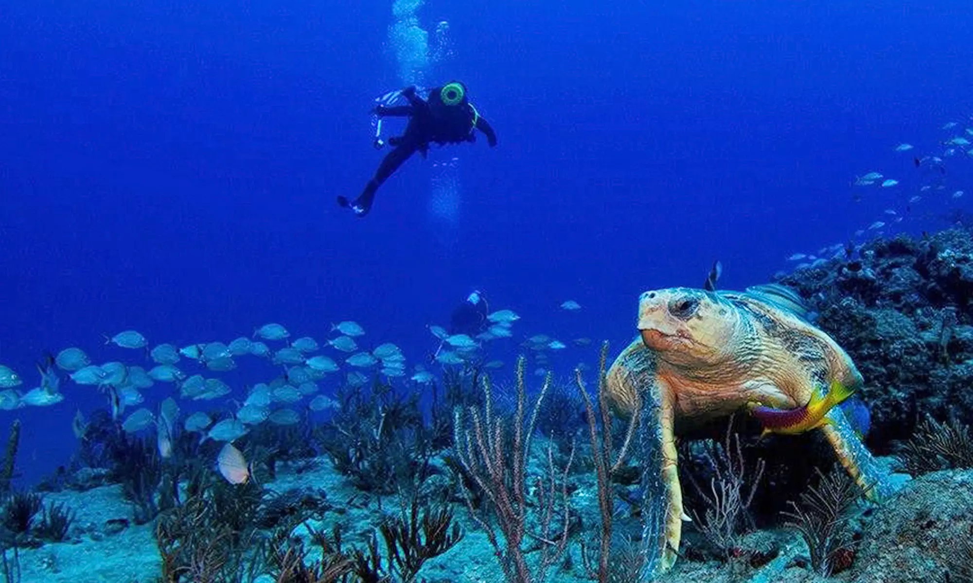 $207 for a PADI Open Water Scuba Certification Course for One from Scuba Works ($549 Value)  - Primary Image