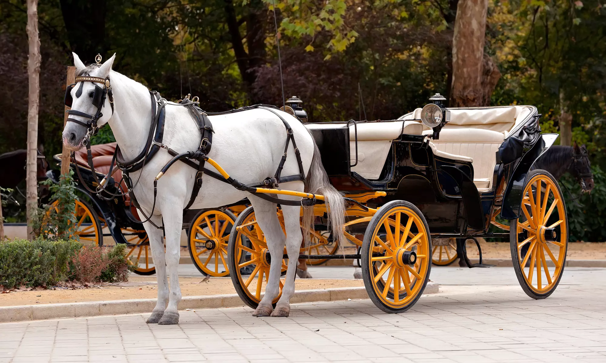 Carriage Ride for Two or Four from Ladybug Carriage Tours (Up to 39% Off)   - Primary Image