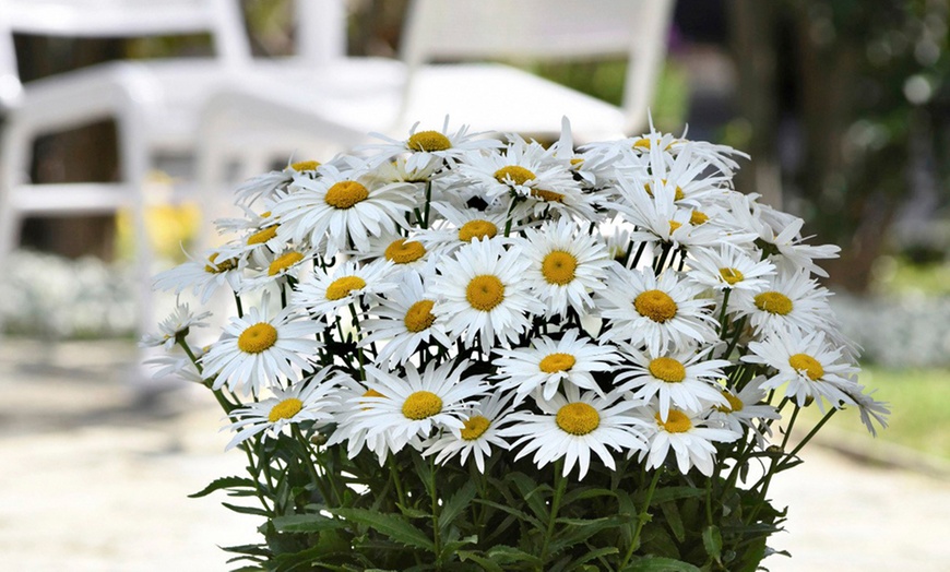 Image 1: One or Three Leucanthemum Madonna Plants