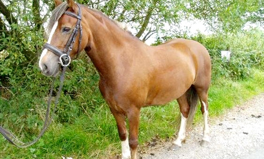 Image 3: Horse Riding and Trek