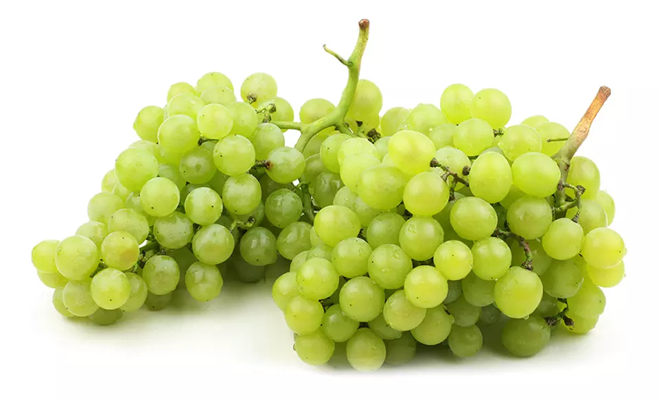 Elvira White Seeded Grape Plant - Second Medium