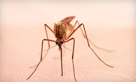 Mosquito Barrier Spray for Up to 1 or 2 Acres from Mosquito Platoon (Up to 61% Off) - Primary Image