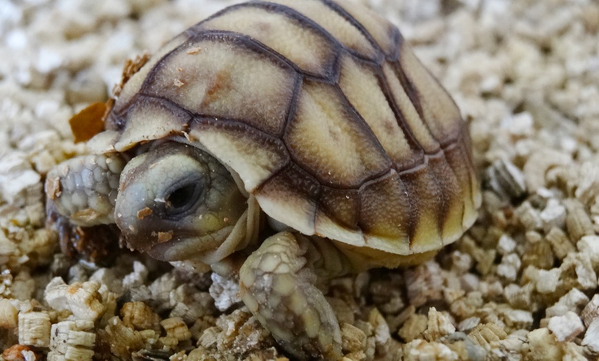 Image 4: Pass pour la Vallée des Tortues 