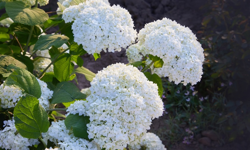 Image 1: Plants d'hortensias colorés OH2