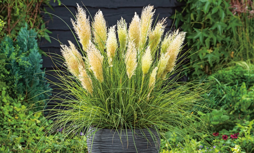 Image 2: Dwarf Pampas Grass 'Tiny Pampa' - 1 or 2 Potted Plants