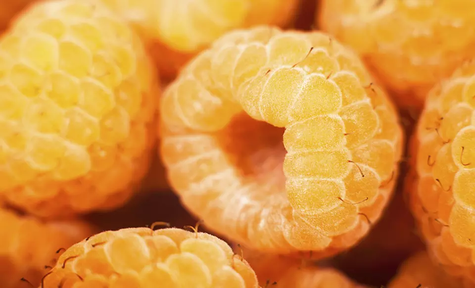 Fall Gold Raspberry Plant - Primary Image