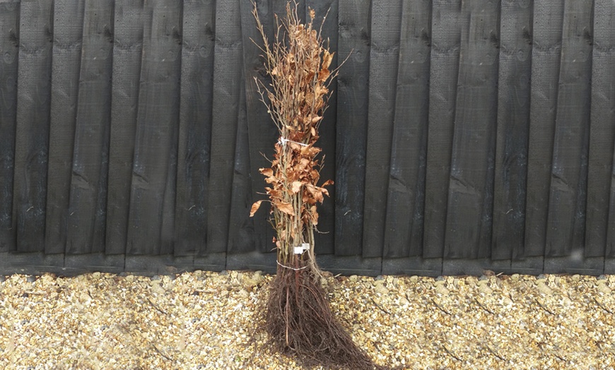 Image 3: Hedge Hornbeam Bare Root Plants 