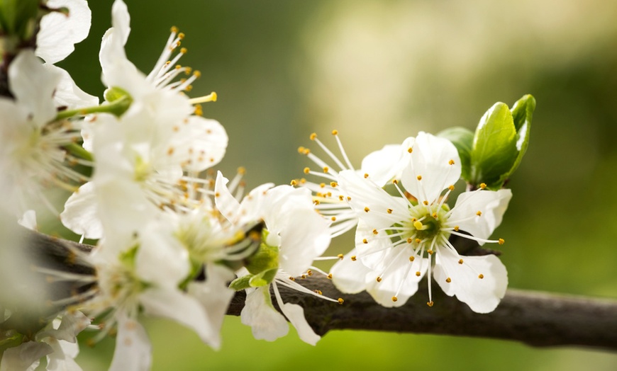 Image 4: Fruitbomen voor in de tuin van Rootz