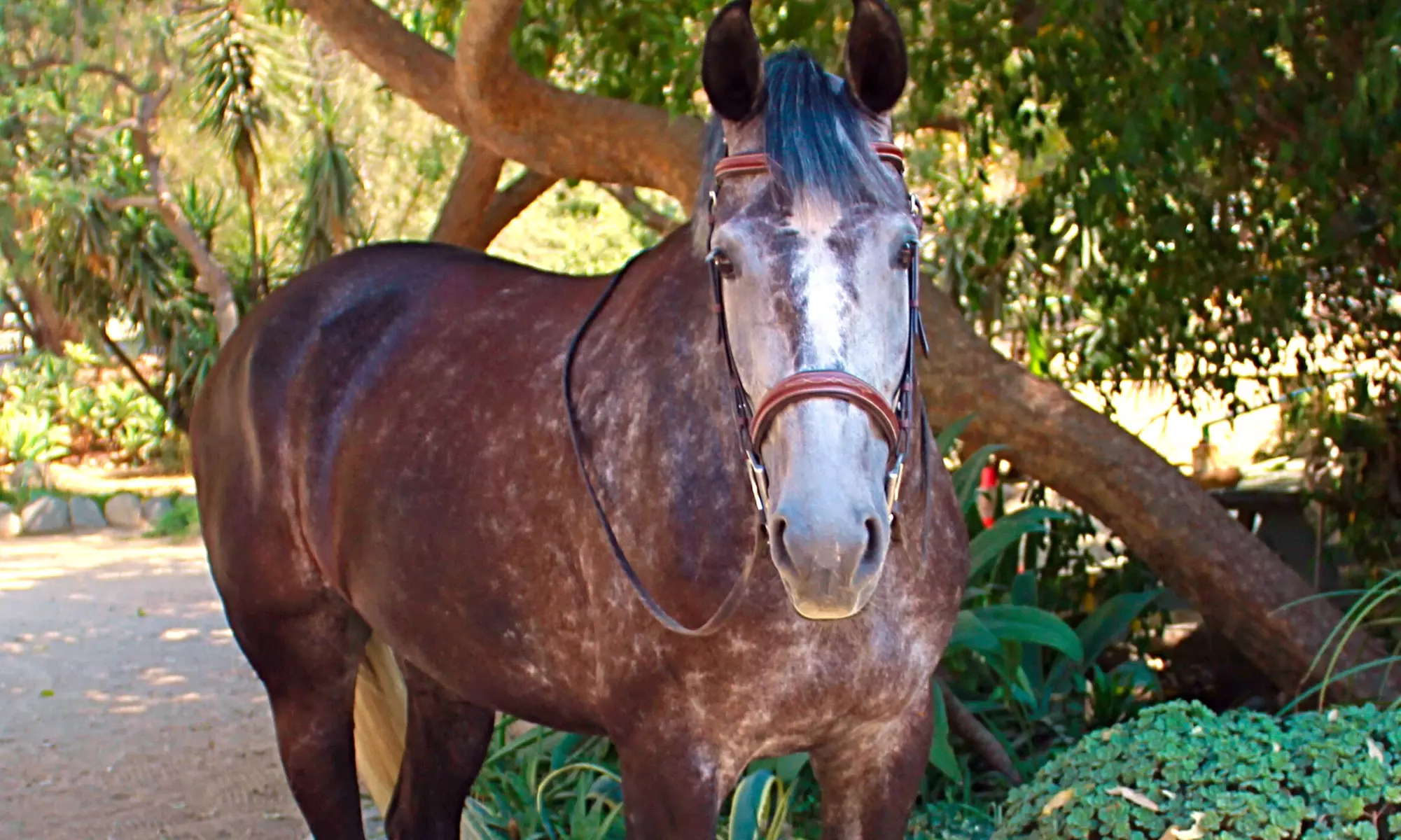 Horseback-Riding Lessons at Rainbow Canyon Ranch Riding Academy (Up to 49% Off). Three Options Available. - Primary Image