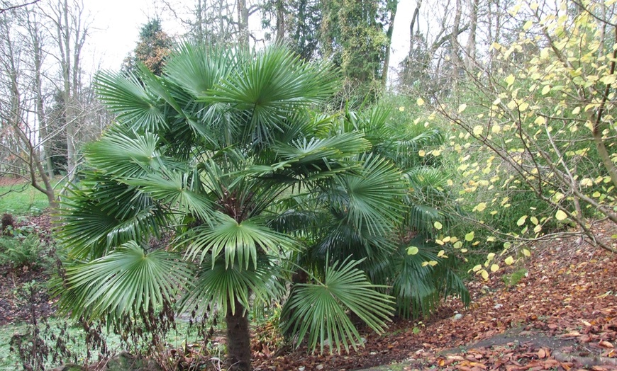 Image 3: Giant Palm Trees