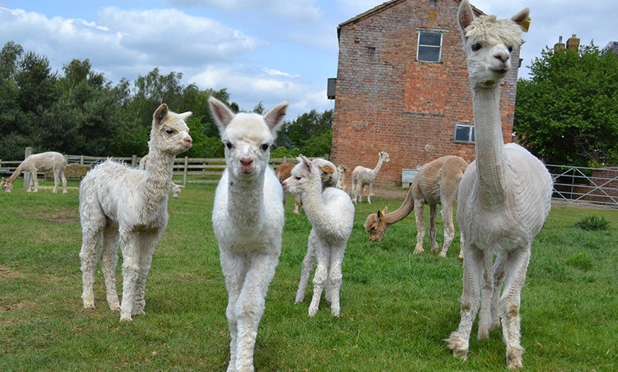 Image 3: Alpaca Experience and Cream Tea