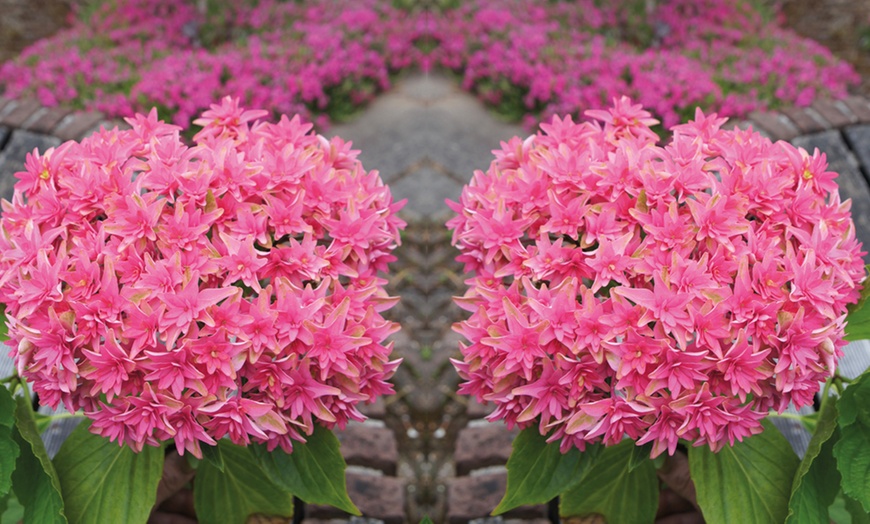 Image 1: New Hydrangea Princess Diana
