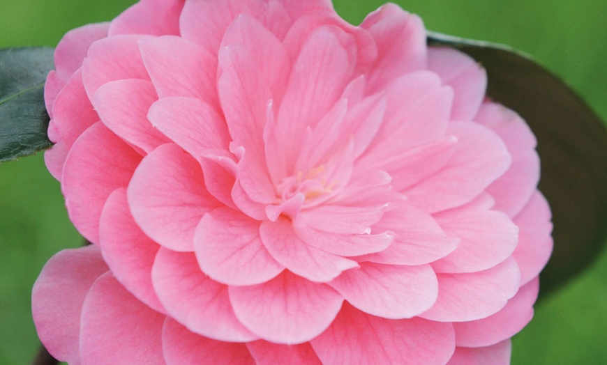 Image 2: Camellia Pink Perfection Plant