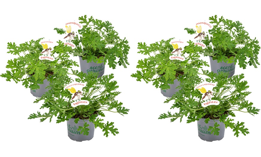 Image 5: 3 o 6 plantas de geranio "Pelargonium graveolens" antimosquitos